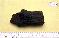 藏品(鹿角基部)的圖片